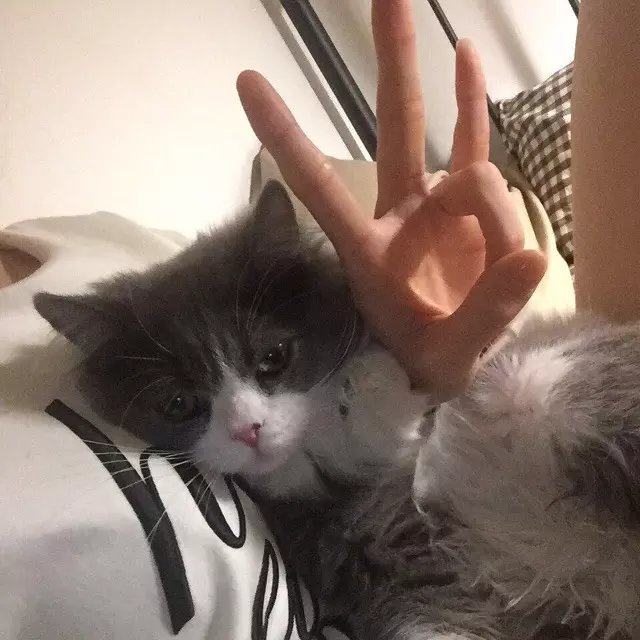狄琰言锦